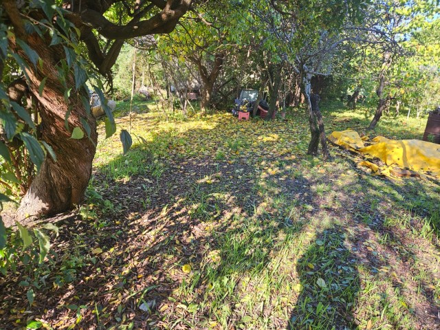 SEMINDIPENDENTE SARZANA